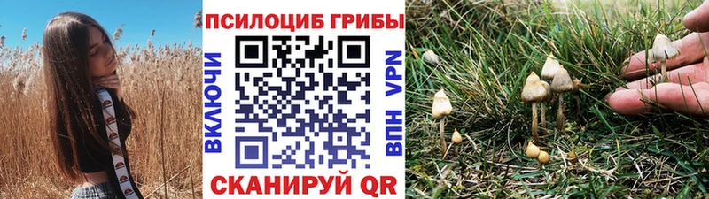omg сайт  Сим  Галлюциногенные грибы Cubensis 